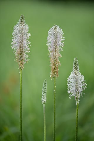 Common Bistort Study (Bistorta officinalis), credit: André Neves