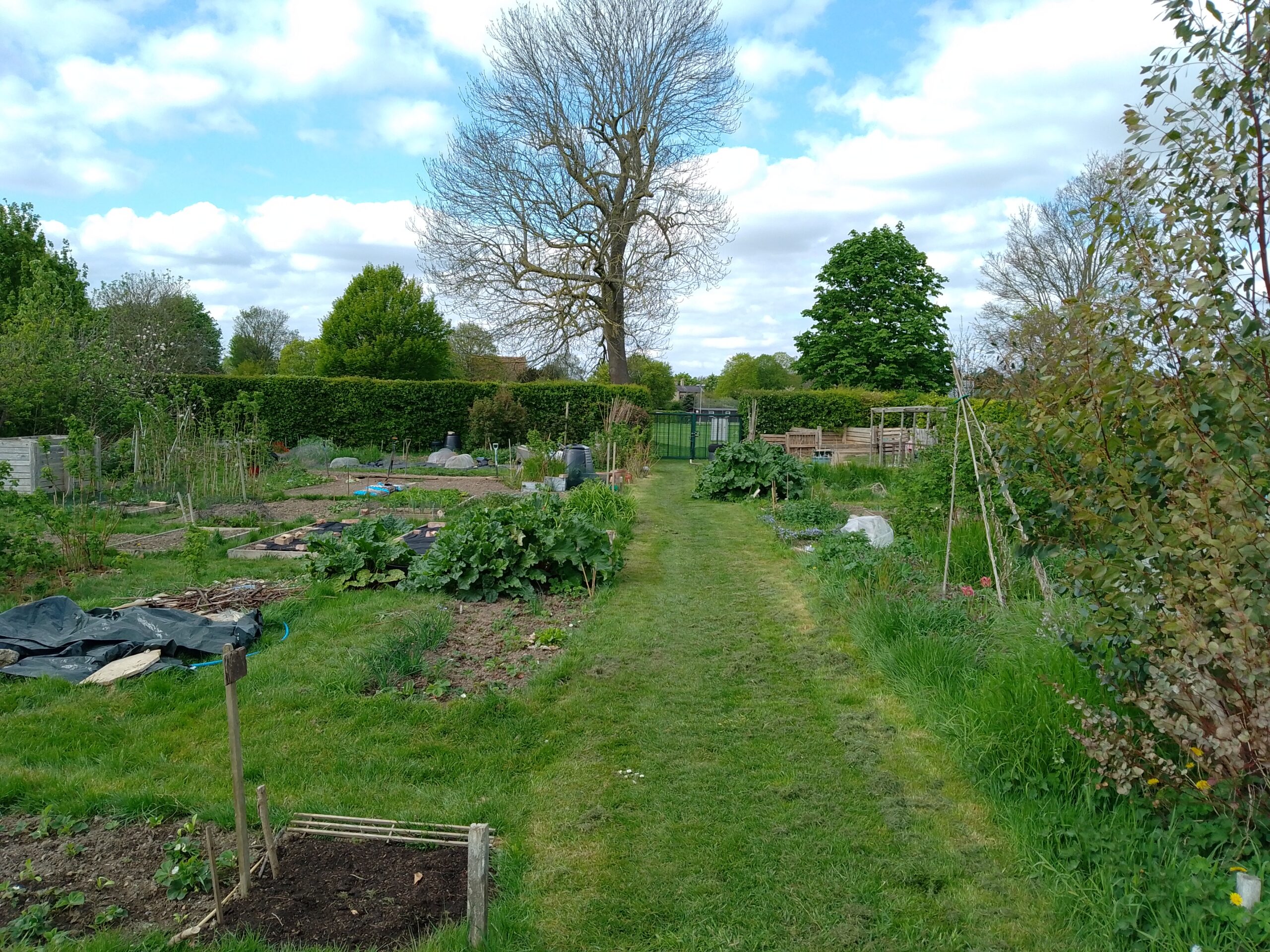 Foxton allotments (credit: Rachel)