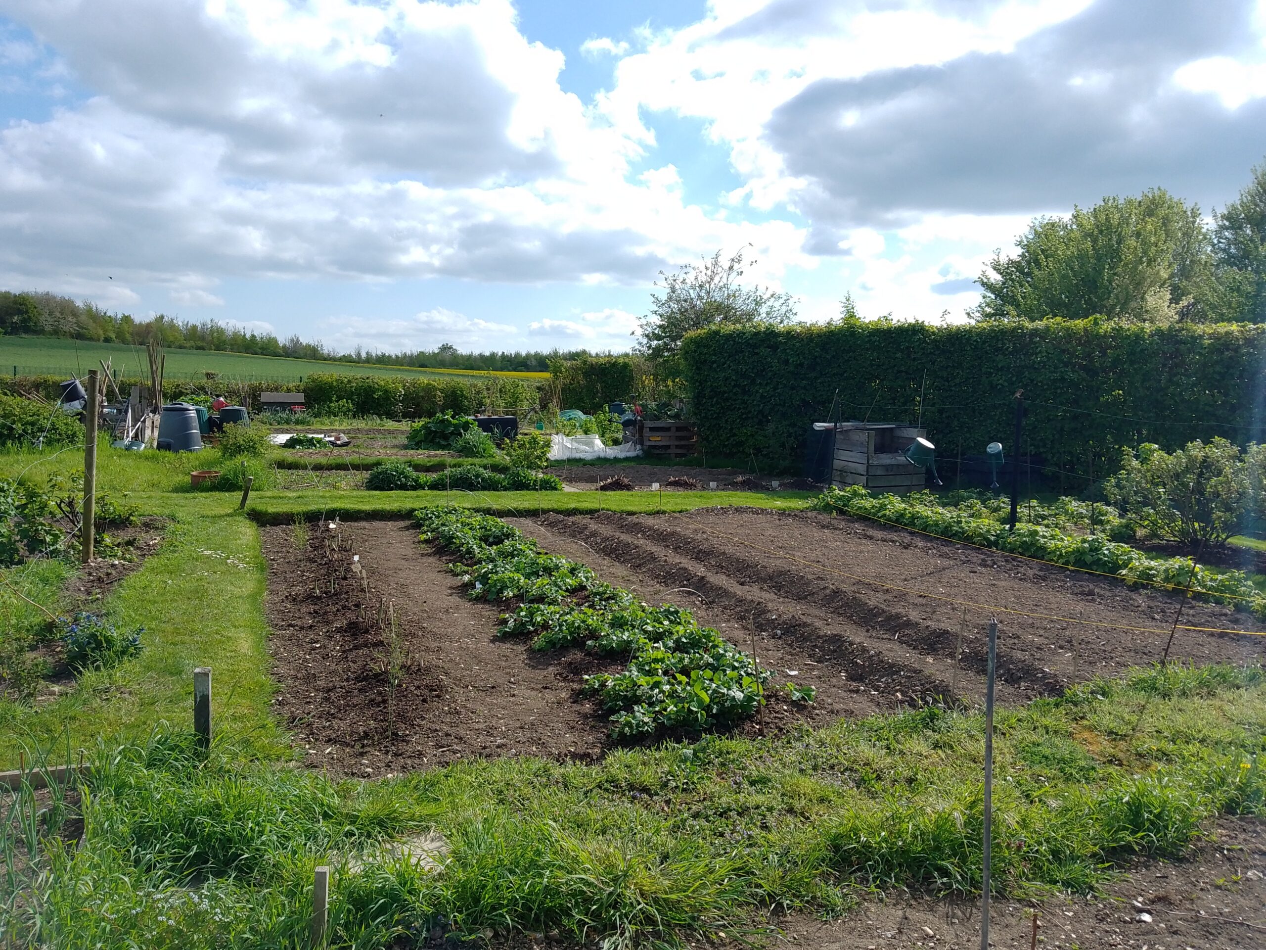 Foxton allotments (credit: Rachel)