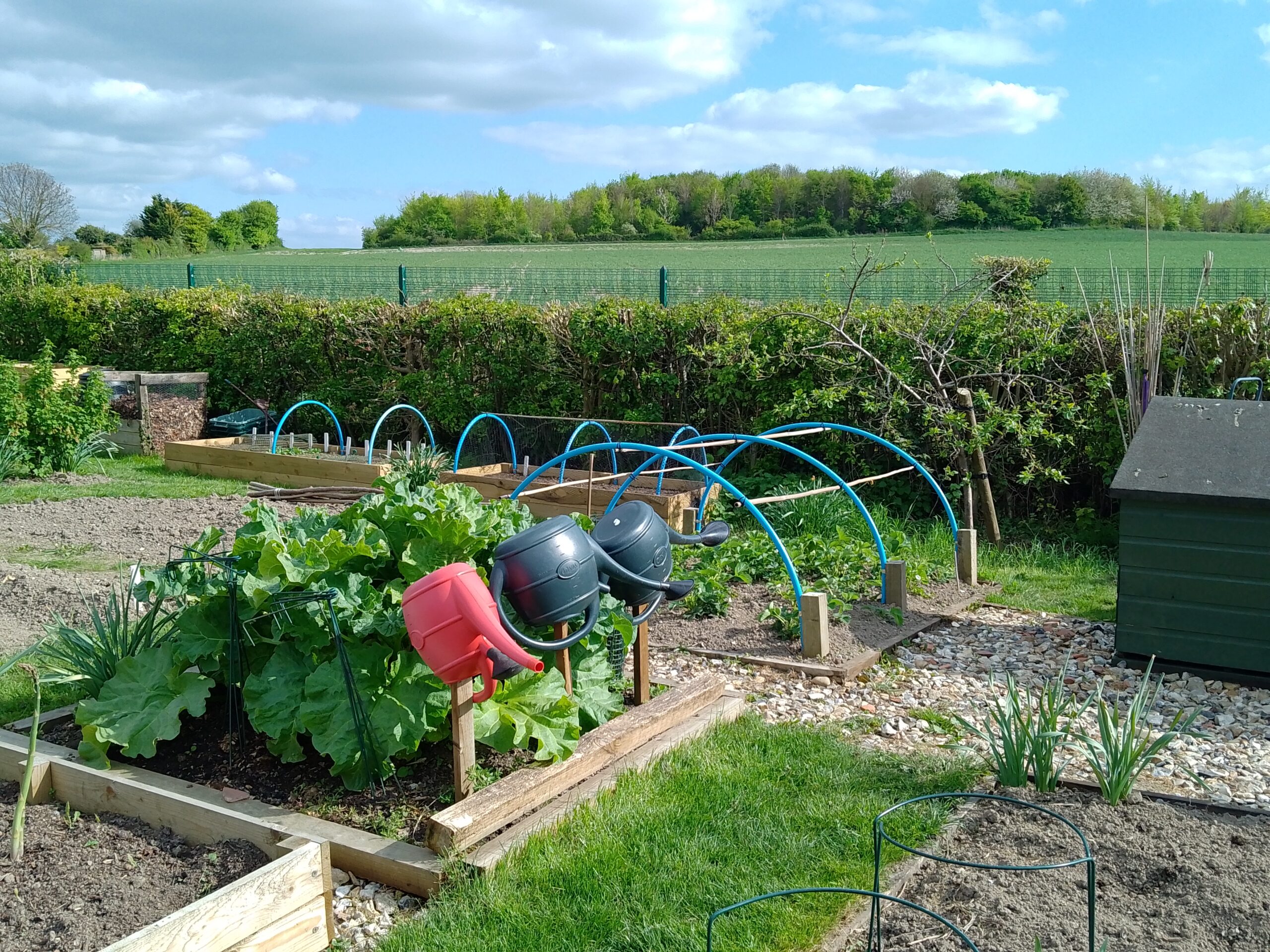 Foxton allotments (credit: Rachel)