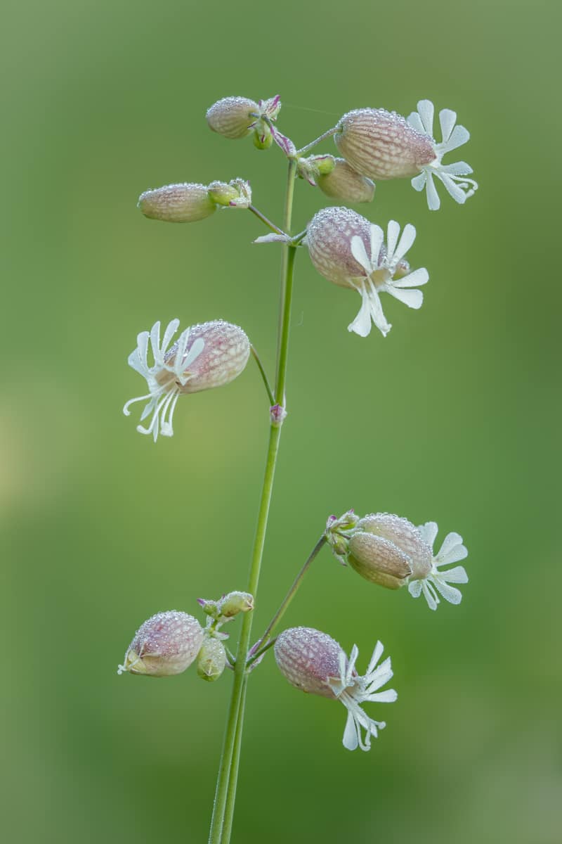 Bladder Campion (Silene vulgaris), credit: André Neves