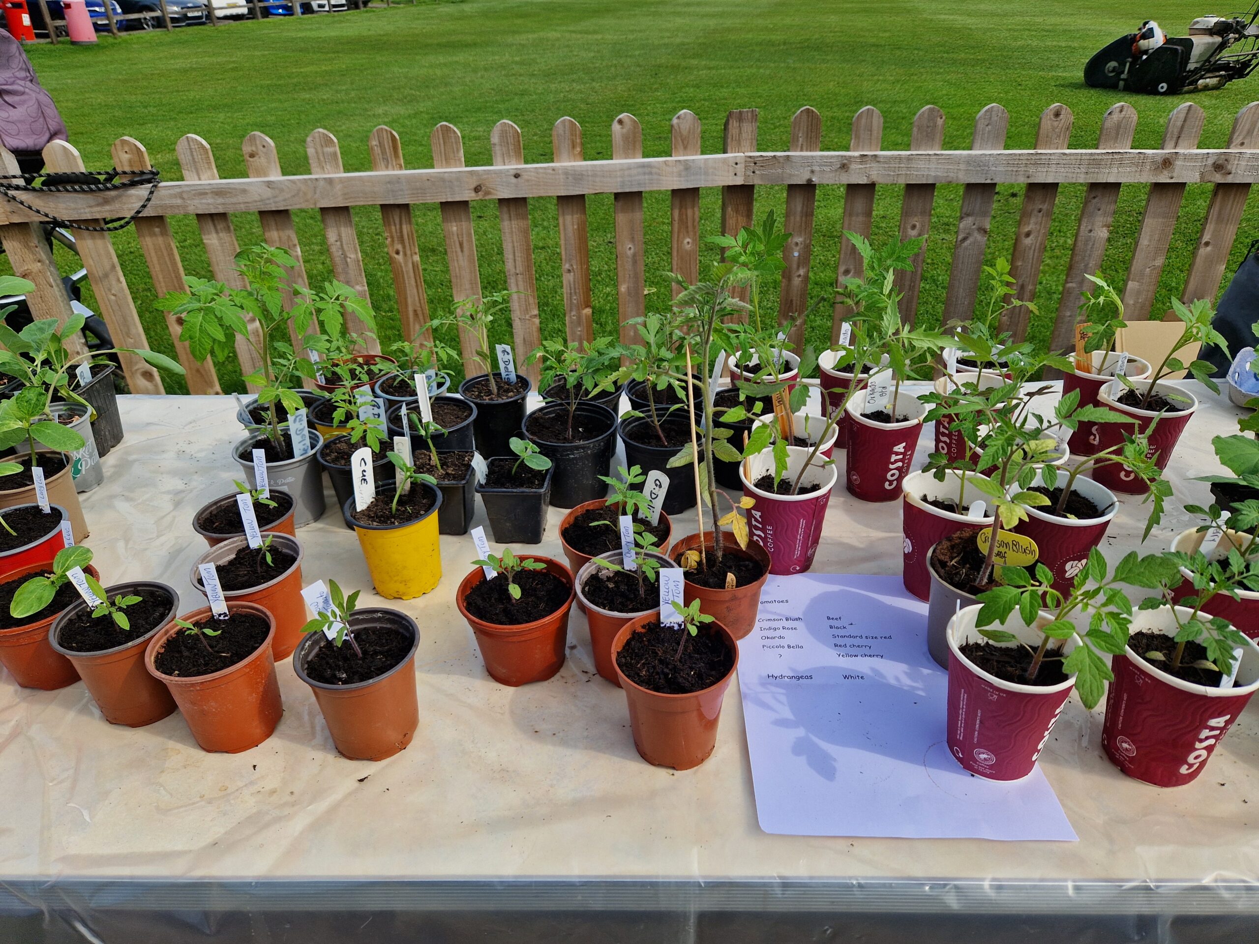 A view of the veggies on offer (credit: Rebecca)