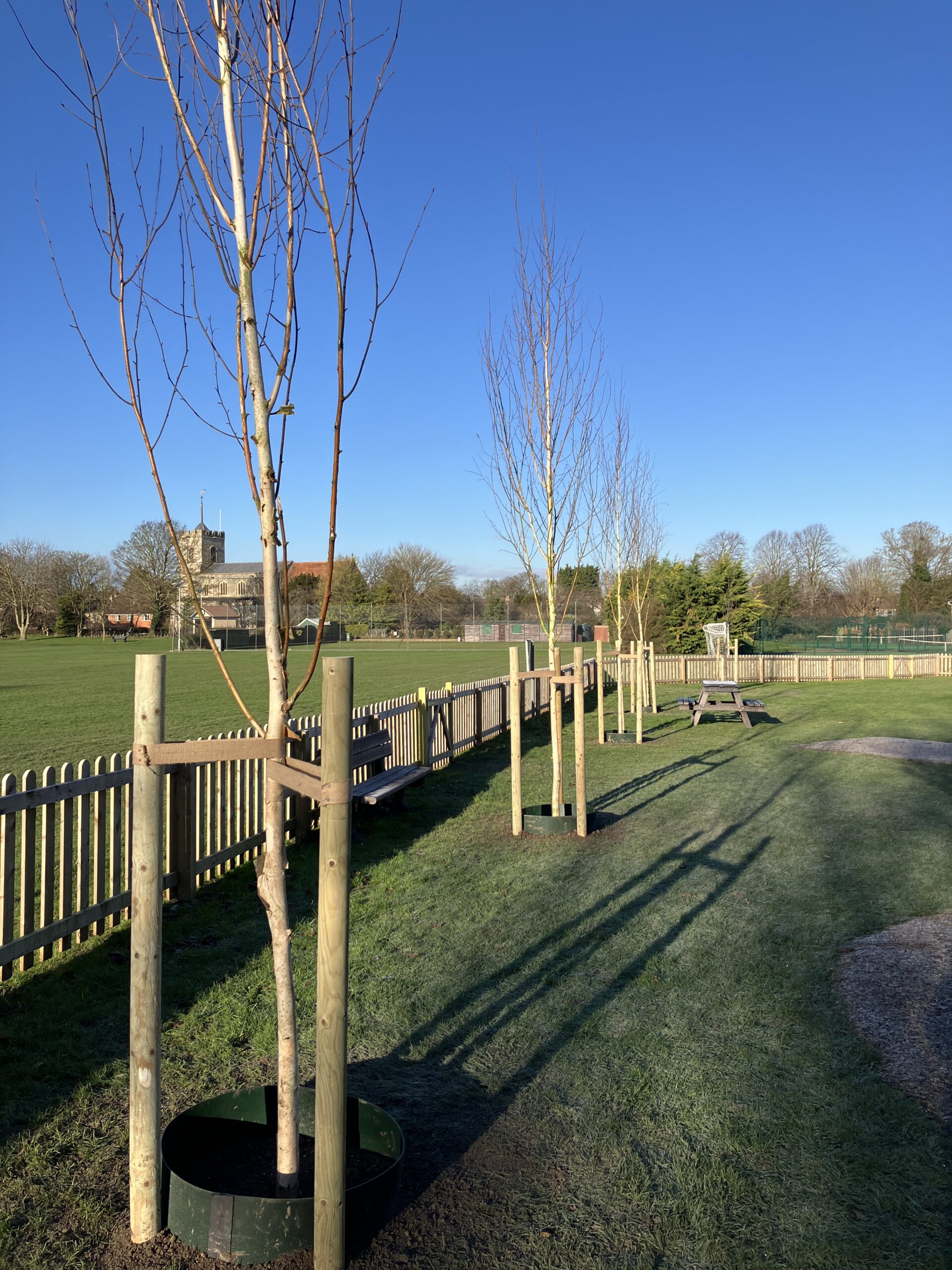 New silver birch trees in the playground (credit: Annabel Wright)