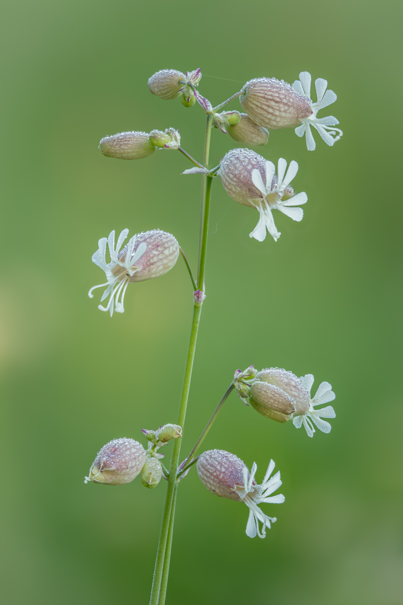 Bladder Campion (Silene vulgaris), credit: André Neves