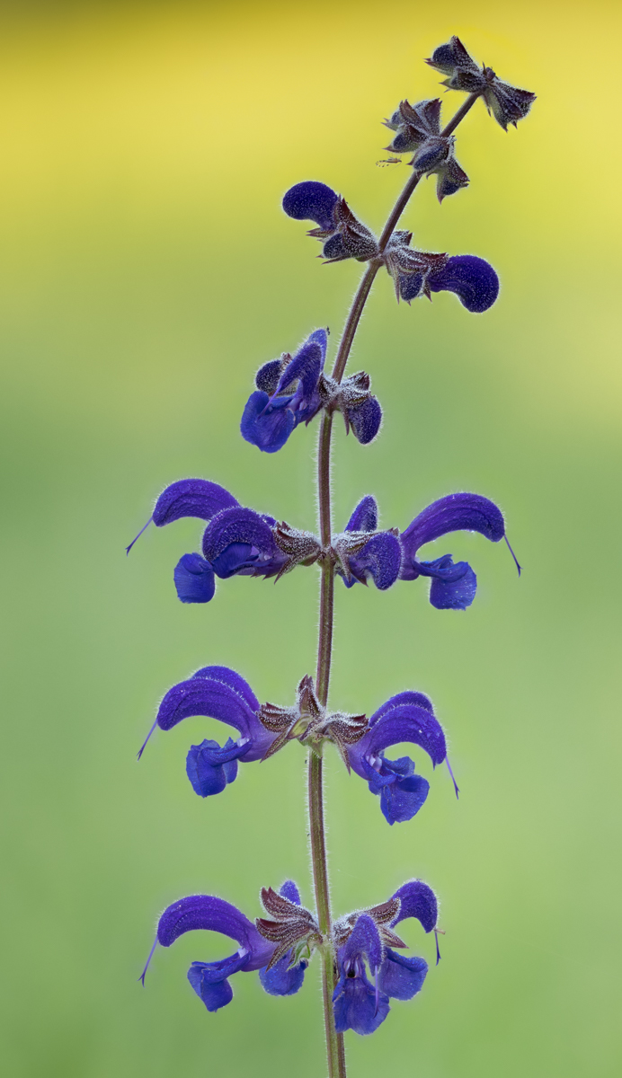 Meadow Clary (Salvia pratensis), credit: André Neves